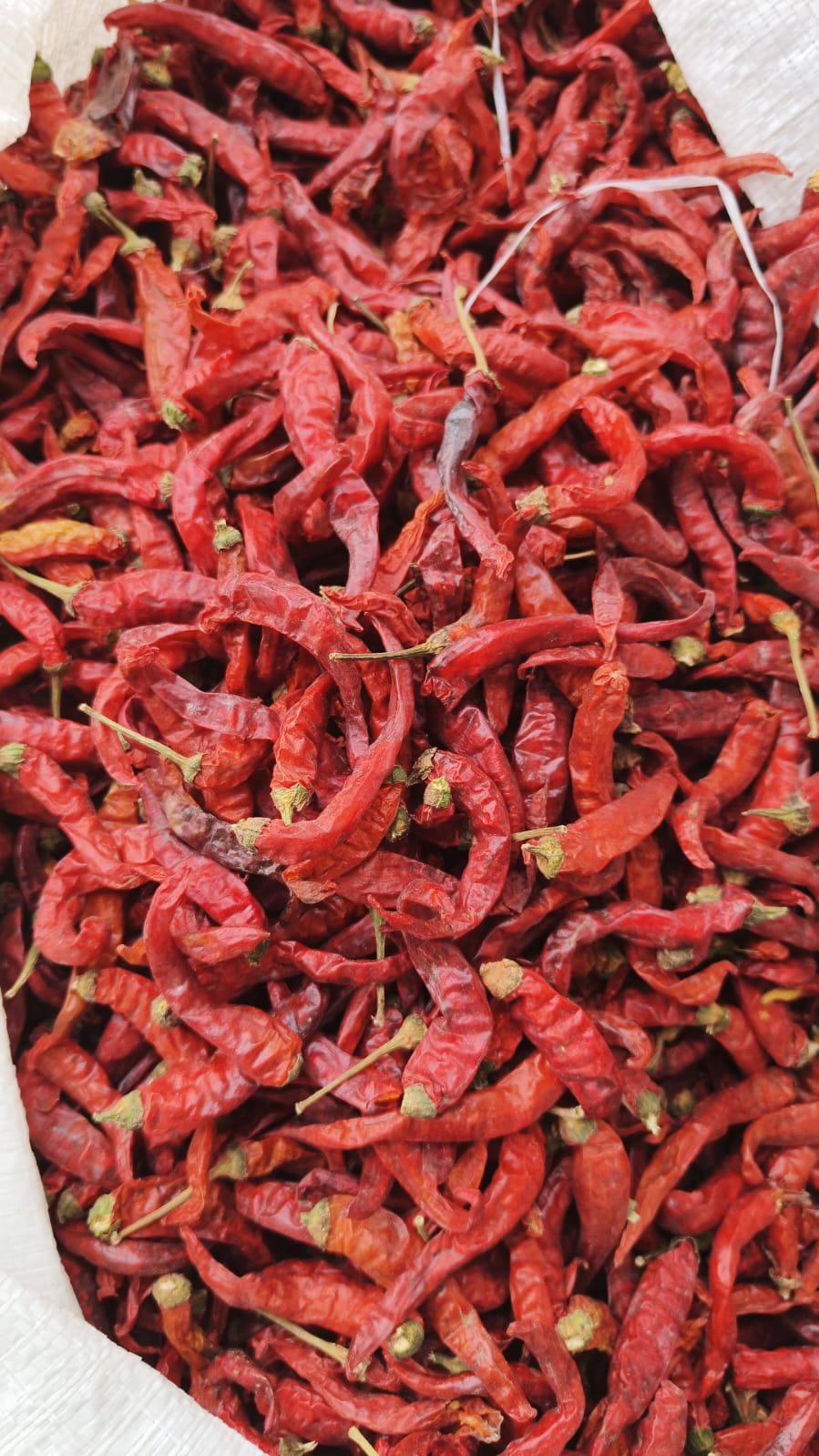 Red Chilli (Hybrid Sindh) | لال مرچ (سندھ ہائبرڈ)