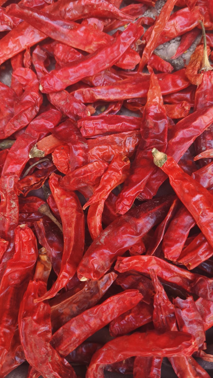 Red Chilli (Hybrid Sindh) | لال مرچ (سندھ ہائبرڈ)