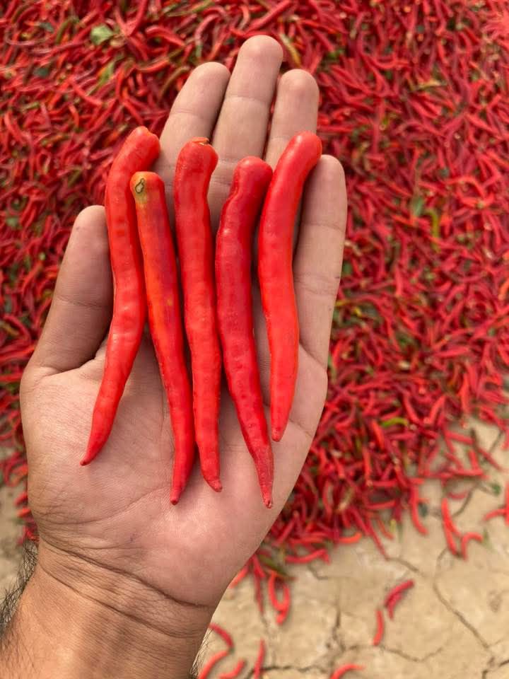 Red Chillies (All Types) | تمام اقسام کی لال مرچ