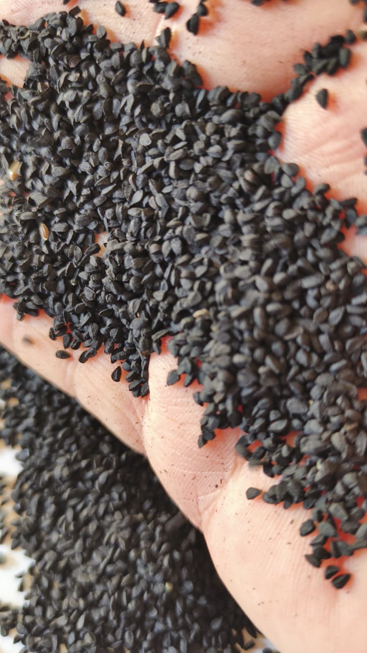 Herbs & Seeds | جڑی بوٹیاں اور بیج