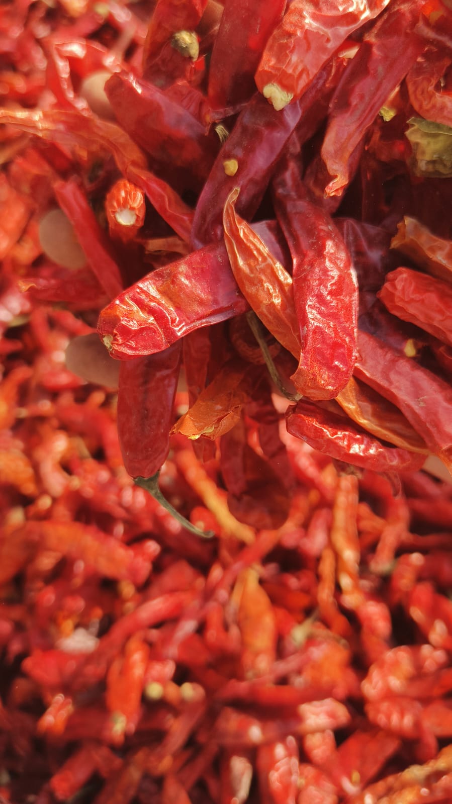 Red Chilli (Hybrid Sindh) | لال مرچ (سندھ ہائبرڈ)