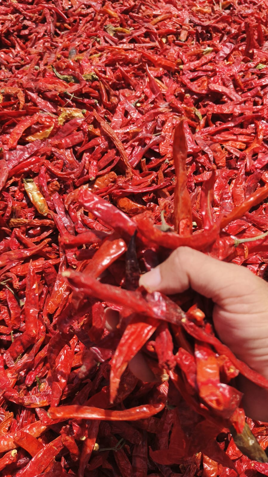 Red Chilli (Hybrid Sindh) | لال مرچ (سندھ ہائبرڈ)